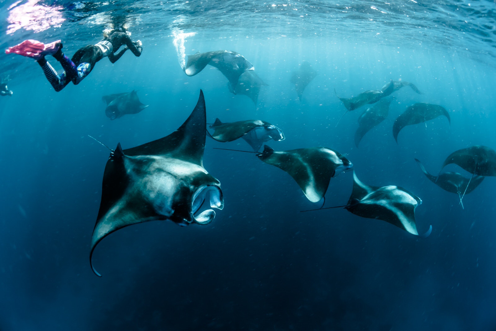 Komodo Shared Trip  2D/1N