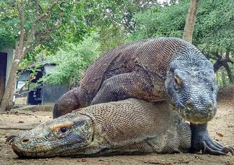 Rinca & Komodo Island Tour 3D2N
