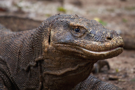 Komodo Dragon & Komodo Village